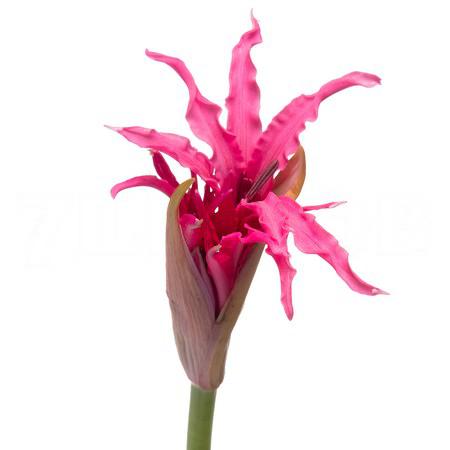 Nerine minerva