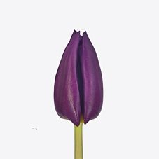 Tulip enkel purple valley