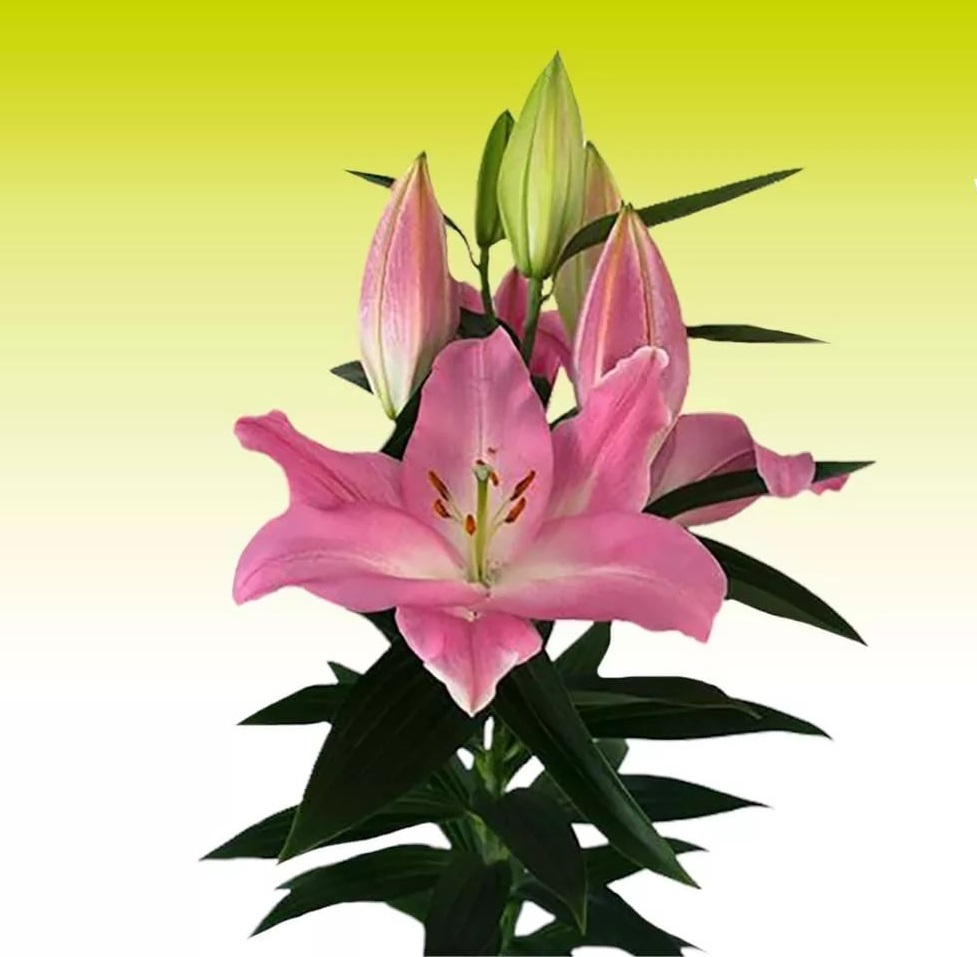 Lilium or colet