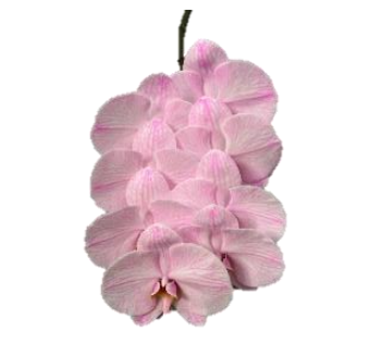 Phalaenopsis dyed pink