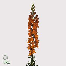 Antirrhinum potomac dark orange | Wholesale flowers, plants and supplies Antirrhinum potomac dark orange