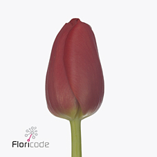 Тюльпан эн кай в Москве