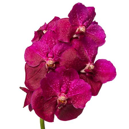 Vanda purple