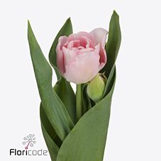 Tulip double mariage