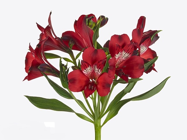 Альстромерия нирвана