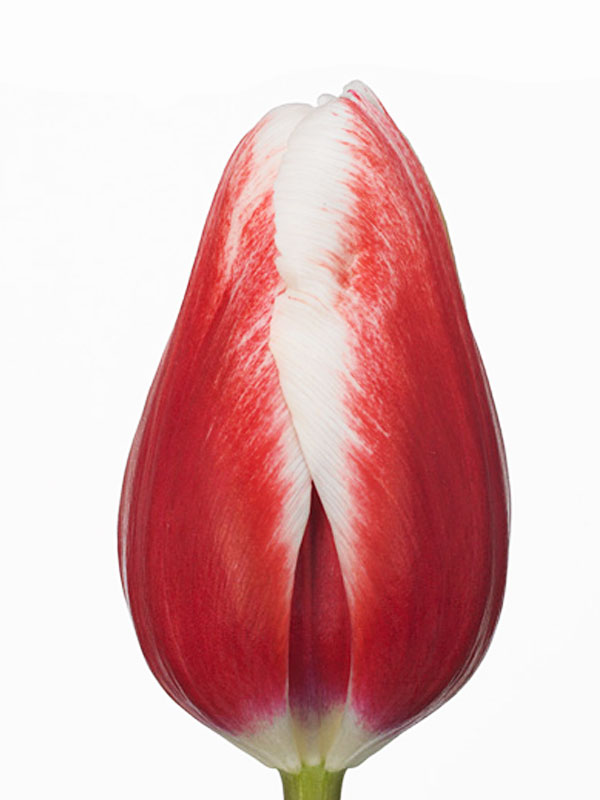 Tulip enkel paul mccartney