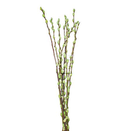 Salix tinted pussy willow light green