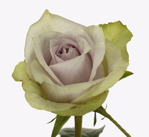 Rose orleans night | Wholesale flowers, plants and supplies Rose orleans night