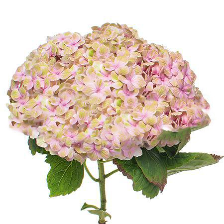 Hydrangea norah