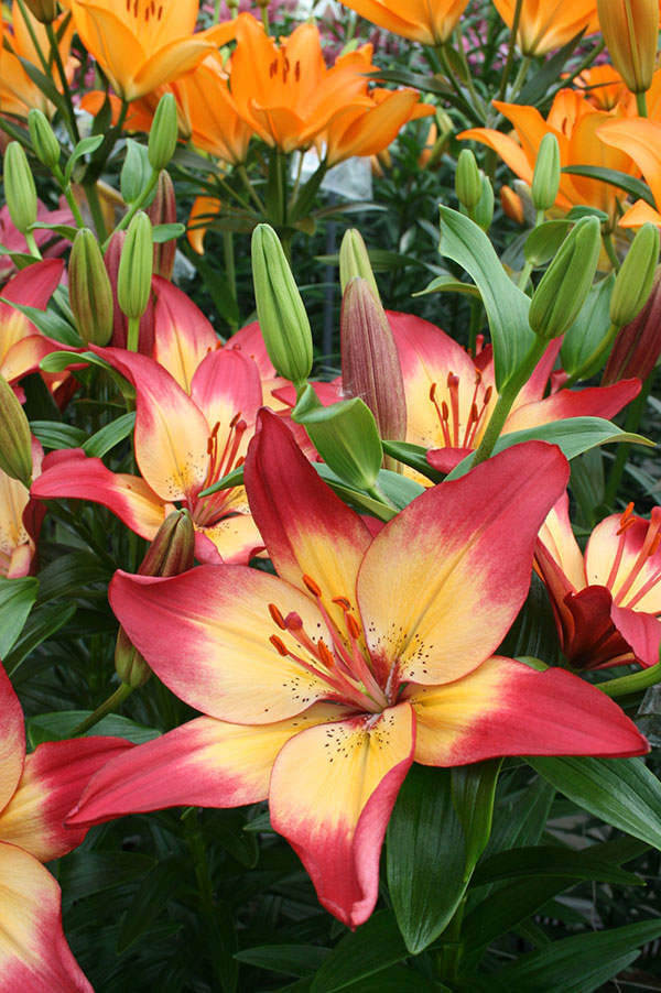 Lilium asiatic heartstrings