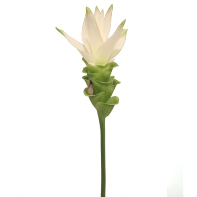 Curcuma siam shine