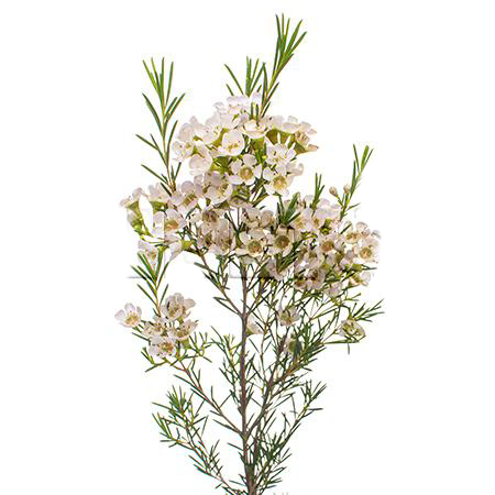 Chamelaucium ariel