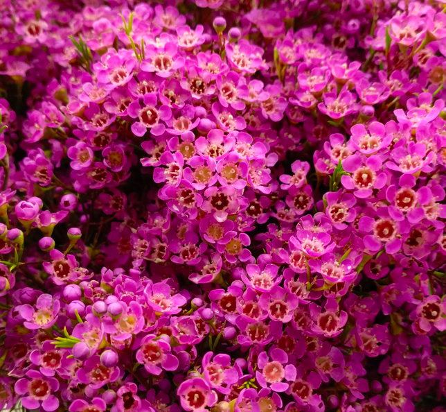 Хамелациум ариель