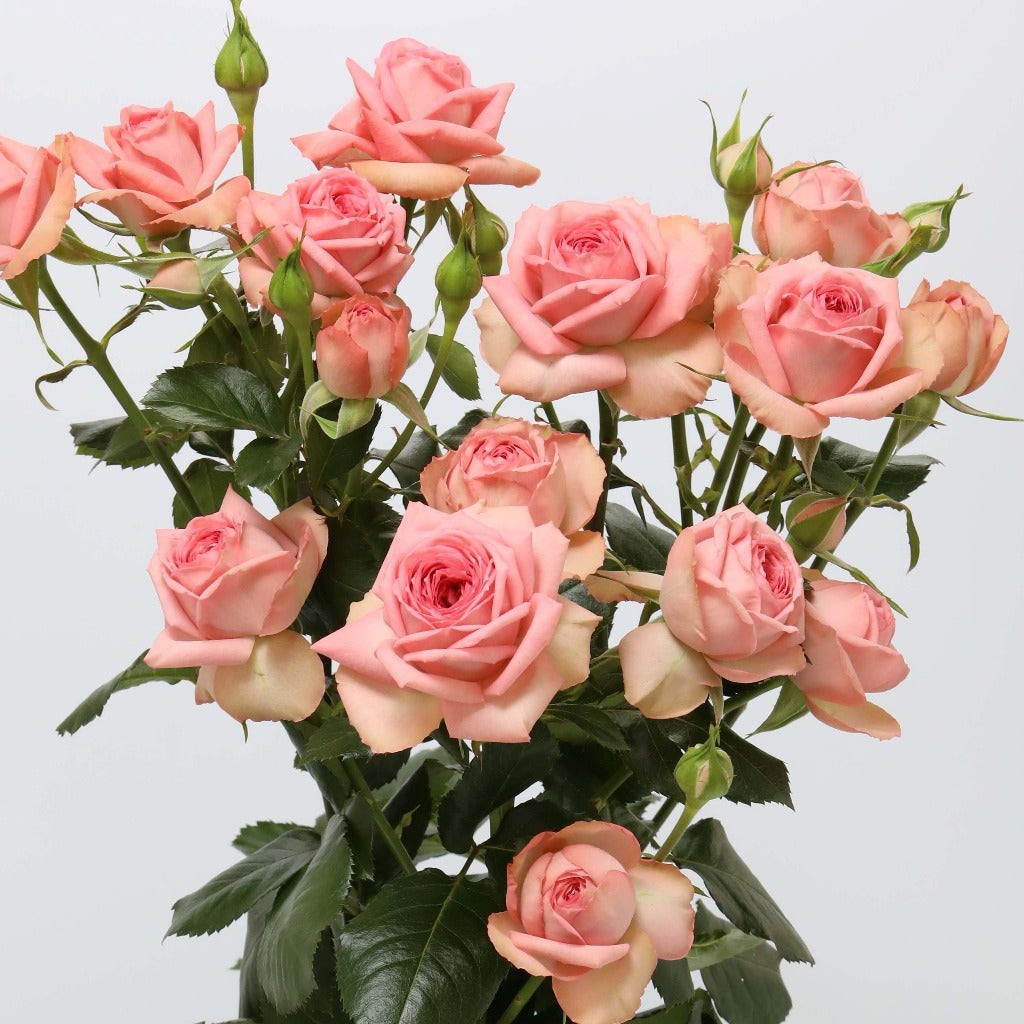 Роза тр нуд лейс в Москве