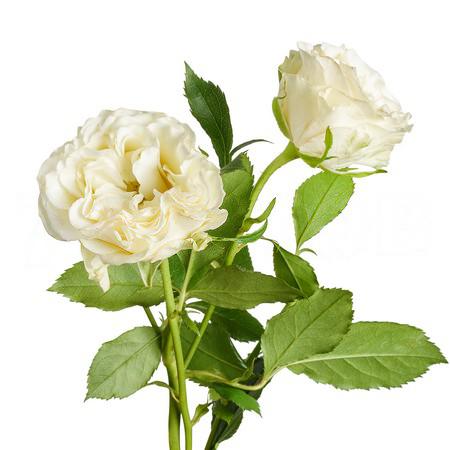 Rose spray ice flow | Wholesale flowers, plants and supplies Rose spray ice flow
