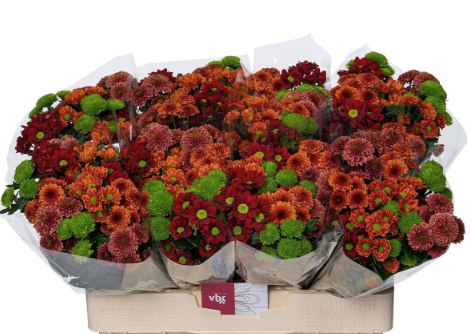 Chrysanthemum santini mix pumpkin