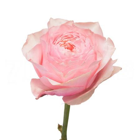 Роза однг бламсбьюри