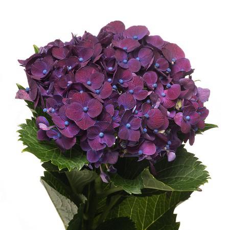 Гидрангия мон амур пурпурная