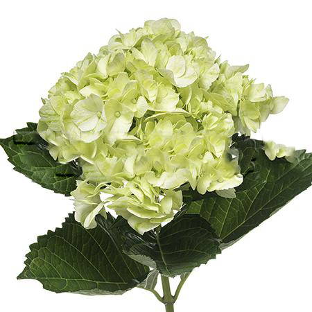 Hydrangea ternata green lemon