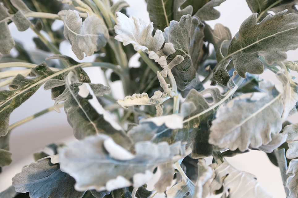 Senecio silver lagoon