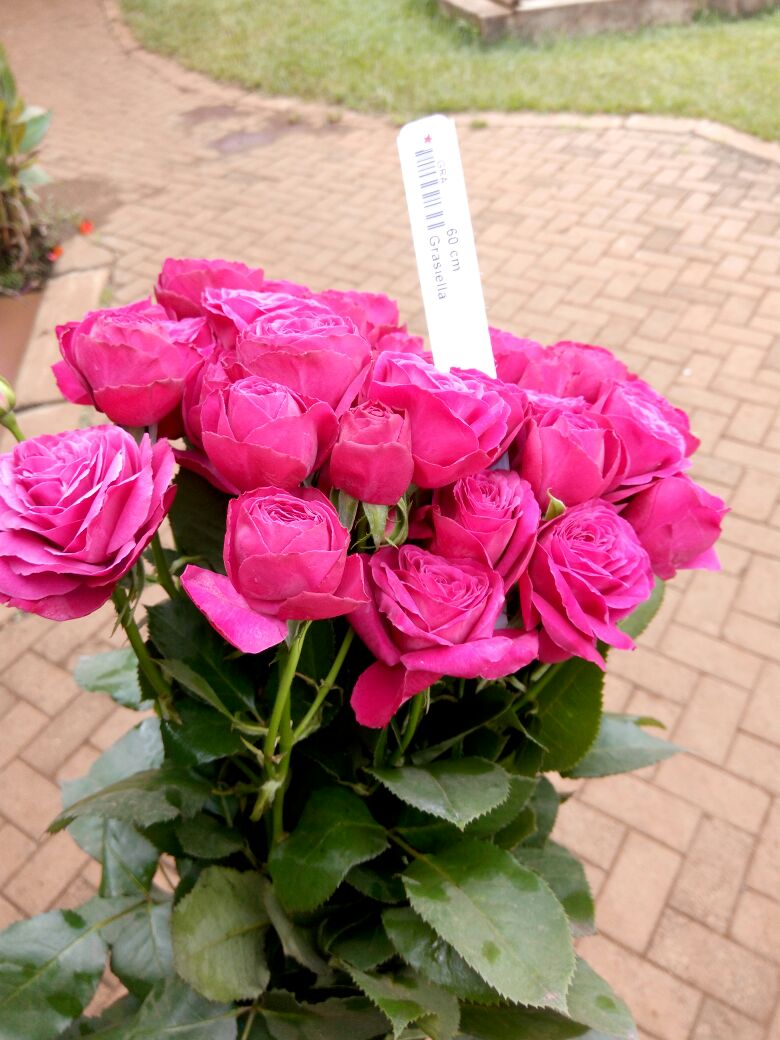 Роза тр грасиелла в Москве