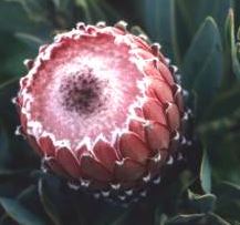 Протея магнифика