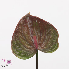 Anthurium exquisite queen