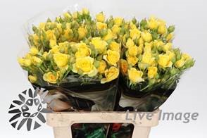 Роза тр фор гуд еллоу в Москве