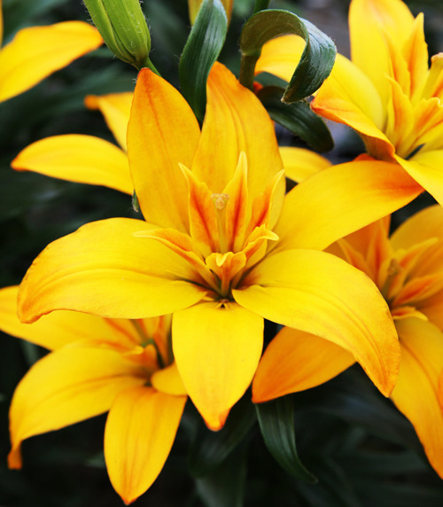 Lilium longiflorum asiatic twinlife gold