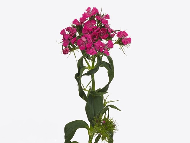 Гвоздика барбатус барбьен роуз