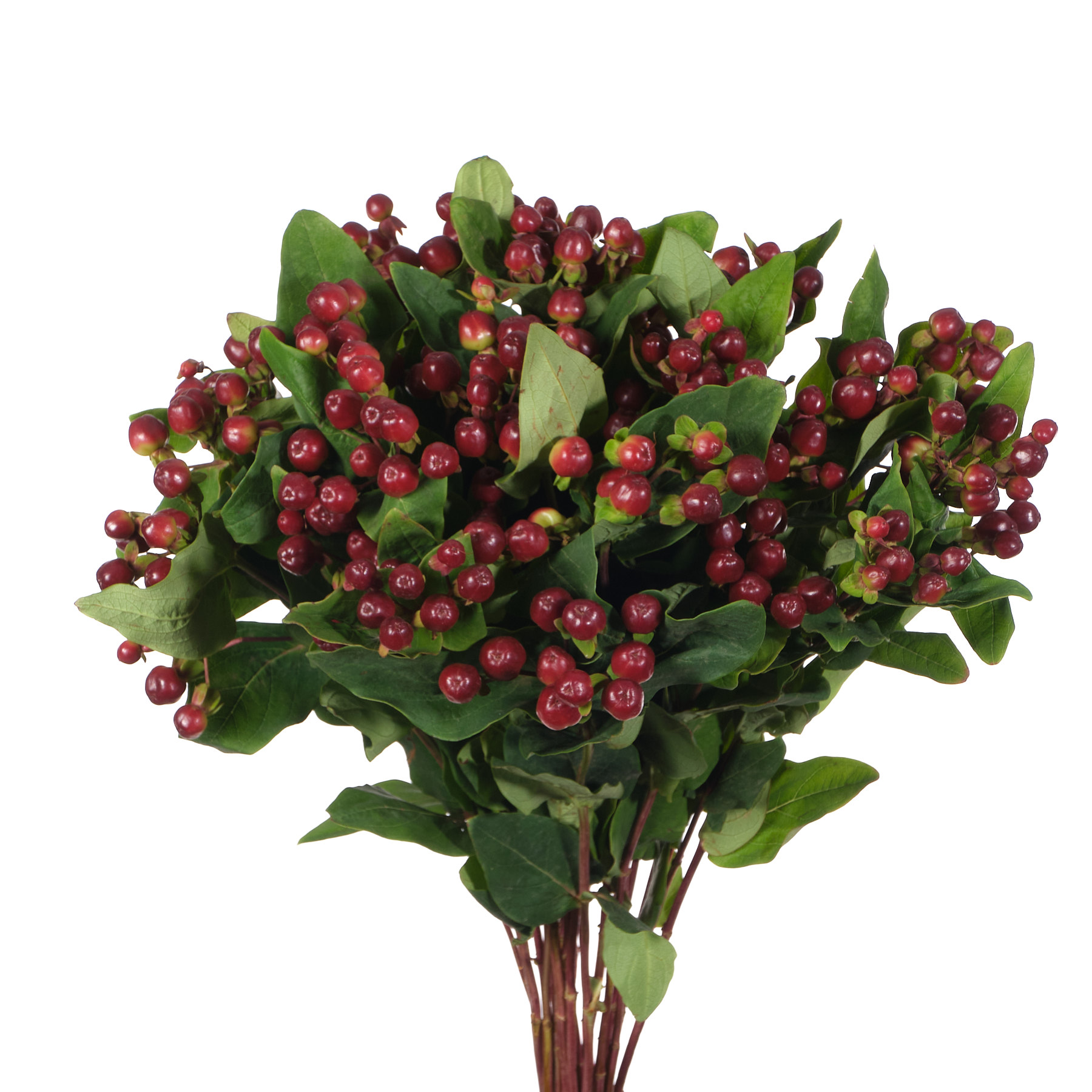 Hypericum magical cherry