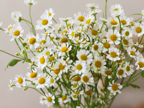 Tanacetum