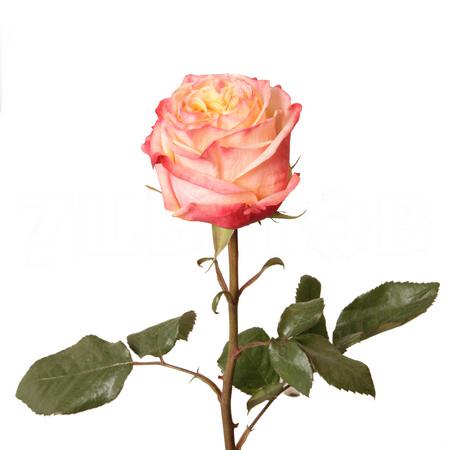 Роза однг лавли хартс