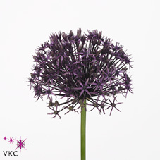 Allium firmament