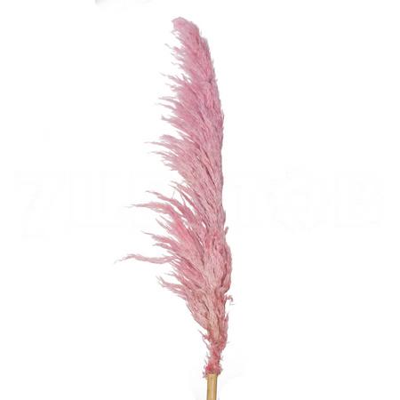 Кортадерия краш. розовая