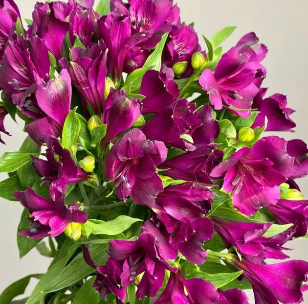 Alstroemeria dark pink