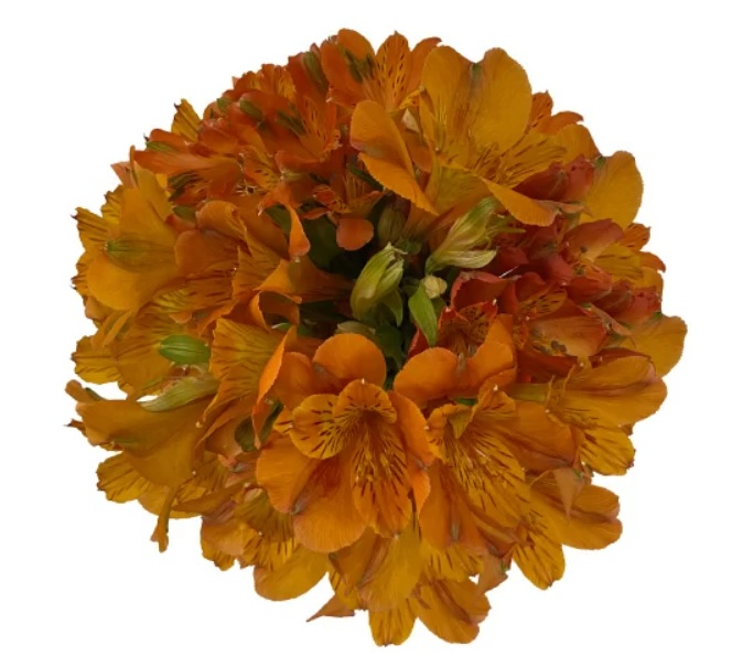 Alstroemeria light orange | Wholesale flowers, plants and supplies Alstroemeria light orange