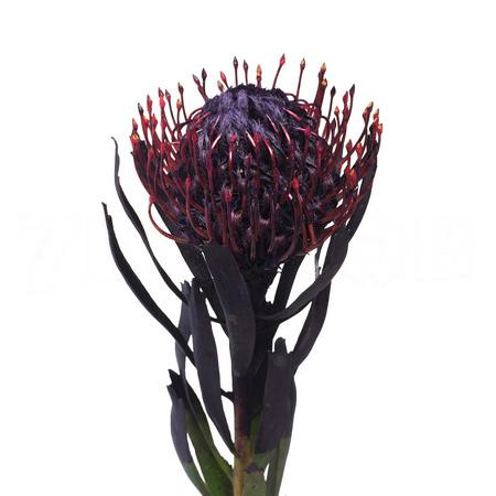 Leucospermum dyed aubergine 