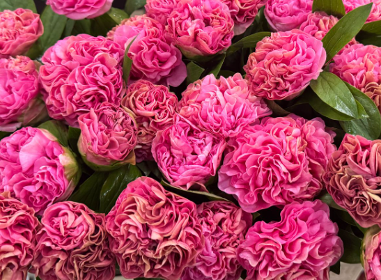 Paeonia carnation bouquet