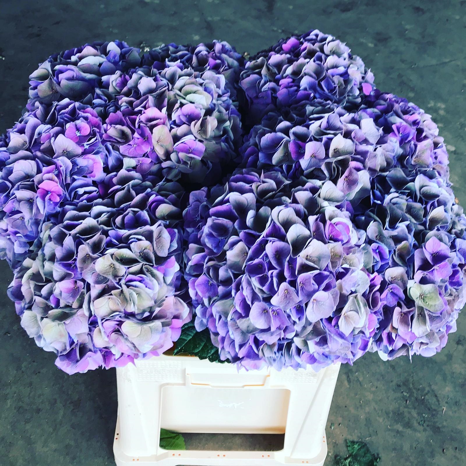 Гидрангия май бьютифул ривьера классик