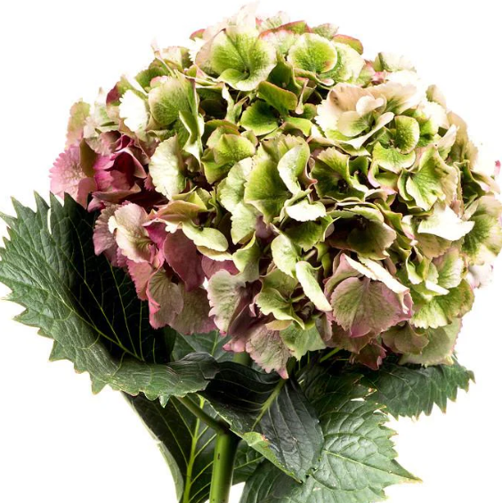 Hydrangea my beautiful riviera classic