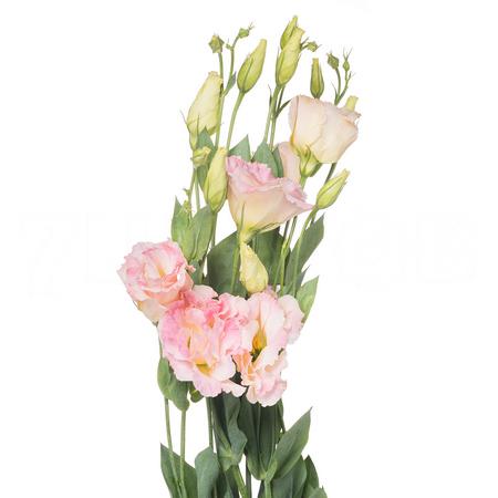 Eustoma double champagne