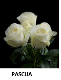 Rose spray pascua