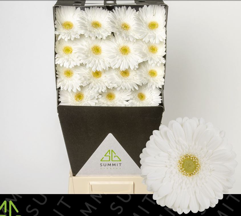 Гербера терра айси в Москве