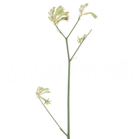 Анигозантус айсон в Москве