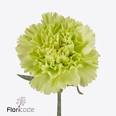 Carnation lady moe