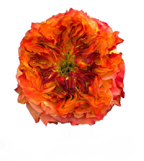 Роза однг фуэго