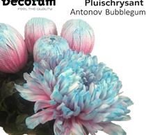 Хризантема однг антонов баблгам