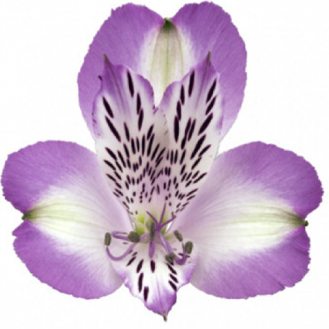 Альстромерия сплендор в Москве