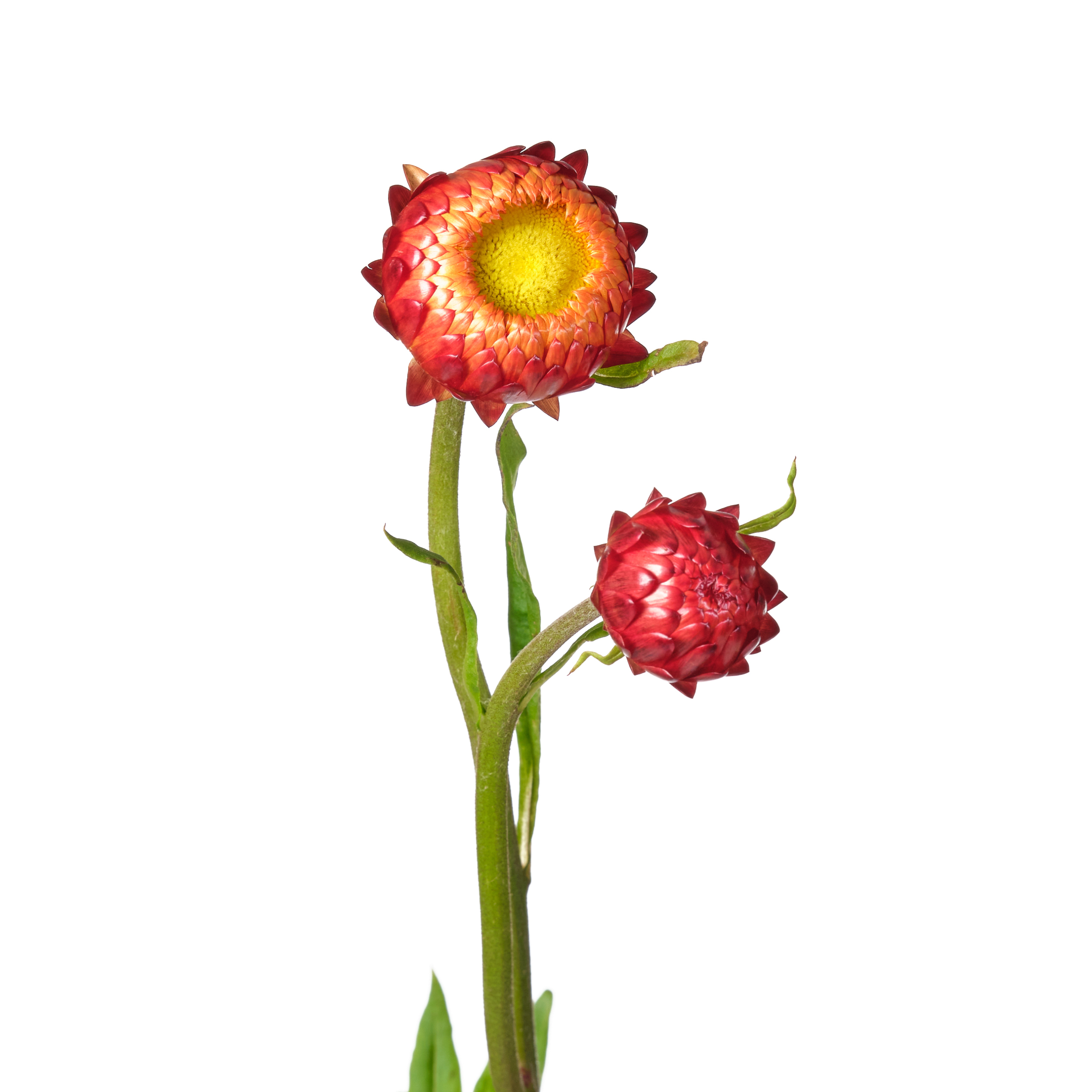 Helichrysum red